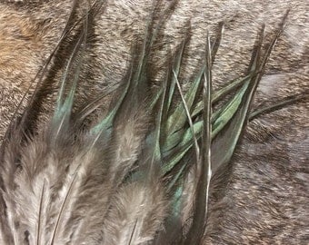 Natural Black/Bronze Rooster Saddle Feathers - Hand Selected - Lot of 50