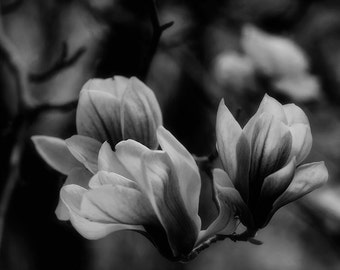 Black and White Photography macro flower photography