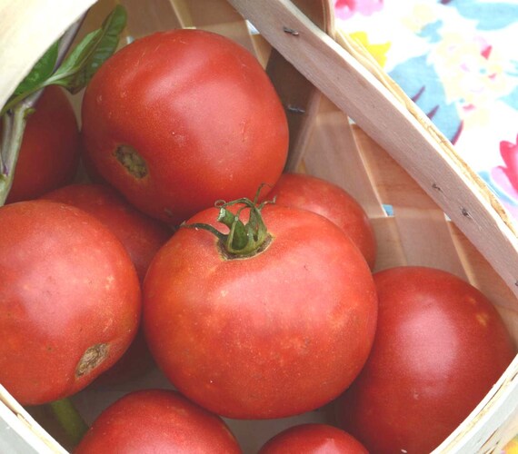 Brandywine Tomato Heirloom Tomatoes by mountainlilyfarm on Etsy