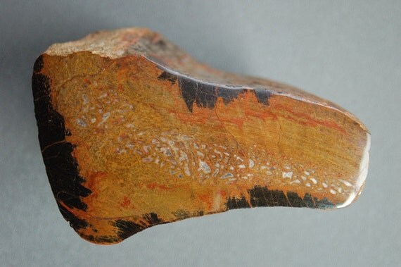 petrified dinosaur bone