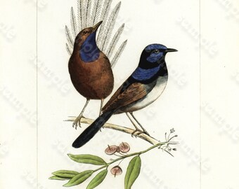 Original antique Hand Colored Bird Engraving Exotic Birds