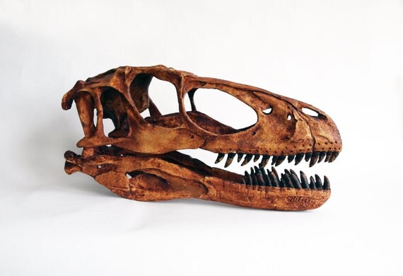 real raptor skull