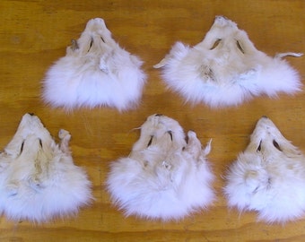 5 #1 Artic Fox Faces. Professionally Tanned.