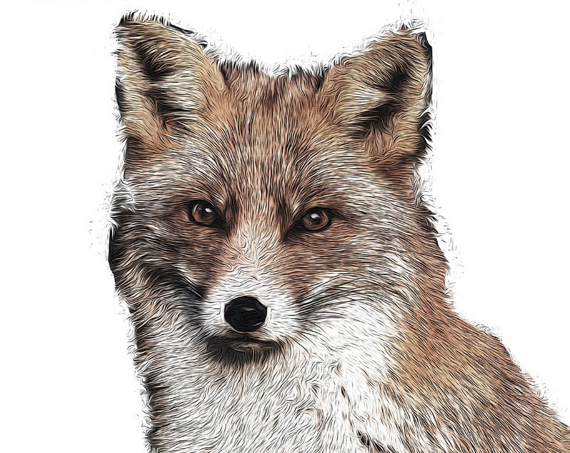 Red Fox Instant Download. Printable Digital Art for your DIY