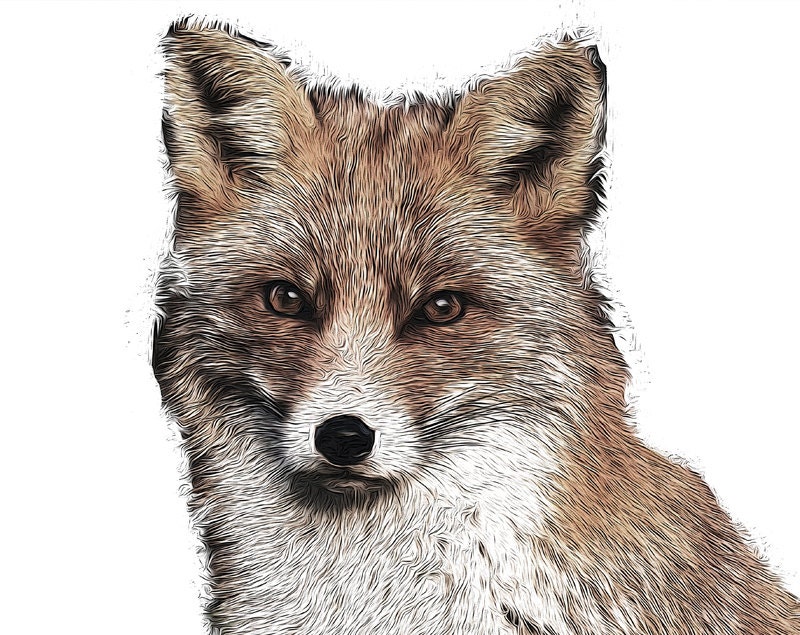 Red Fox Printable