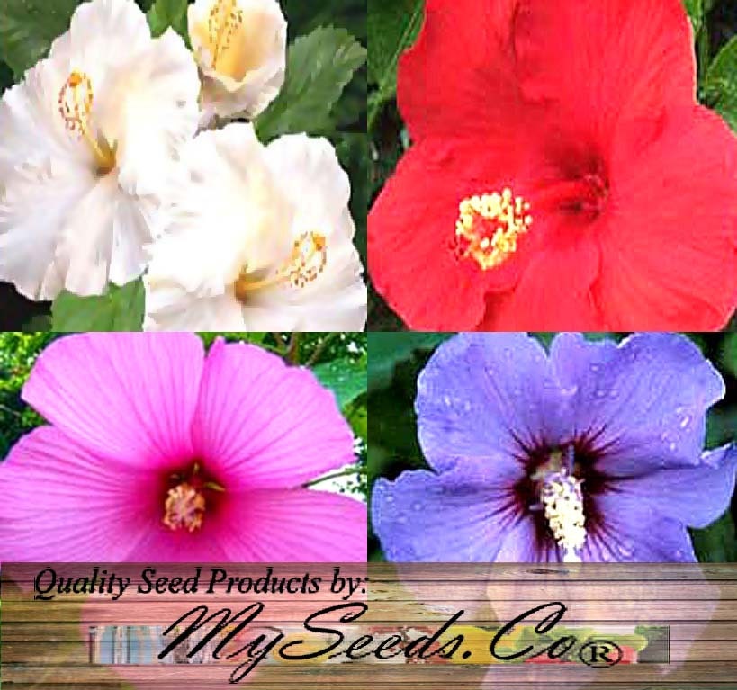 Rose of Sharon Seeds PERENNIAL Shrub Rose Althea