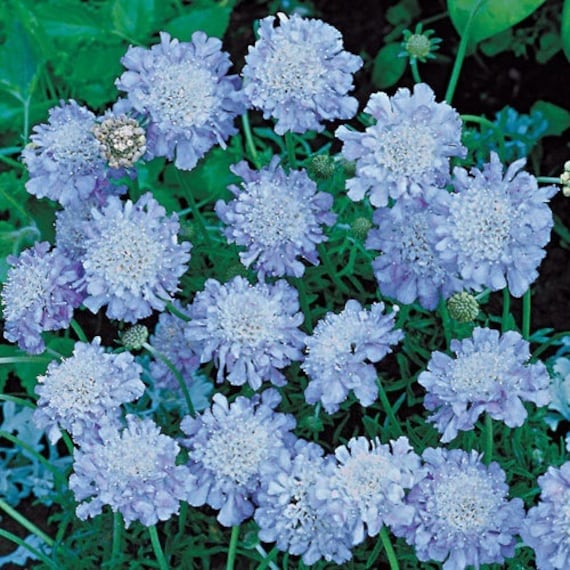 Light Blue Pincushion Flower Seeds / Scabiosa / Perennial 25