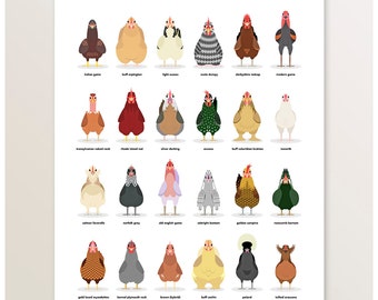 Chicken Poster, Farm Animals, Chicken Breeds, Farm Illustration, British Livestock