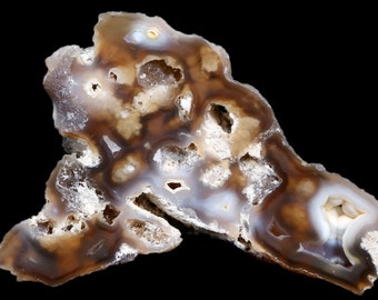 Agatized Coral Fossil Specimen AGC2