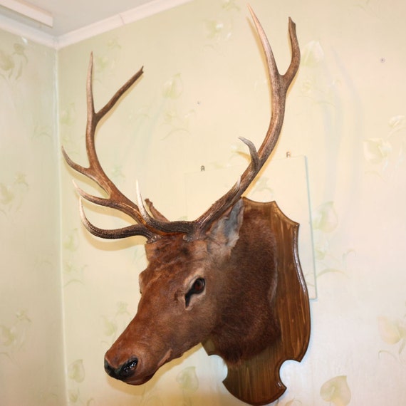 stuffed stag