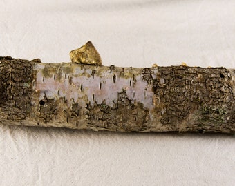 Birch Log, Wedding Table Log Centerpiece, Rustic Wedding Table Centerpiece, Birch Log with fungi, Rustic Centerpiece