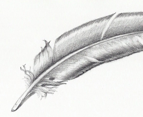 Original botanical pencil drawing realistic feather wall