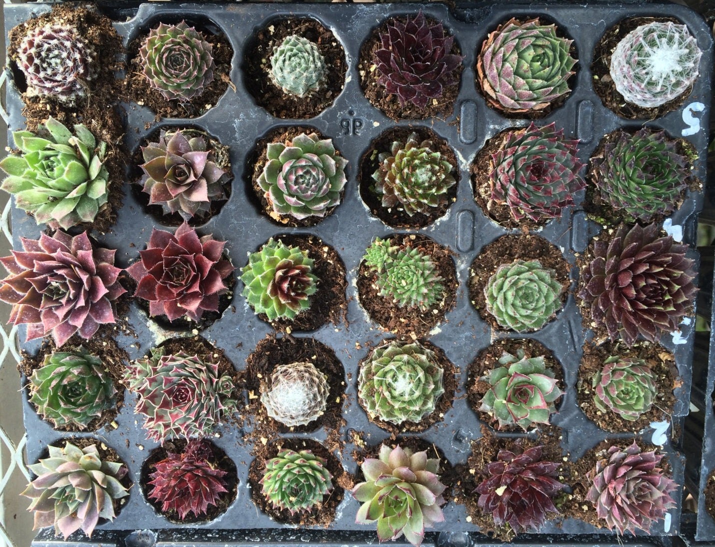 Pack Of 30 Sempervivum Succulent Plants 30 Varieties Hens