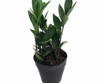 Rare ZZ Plant-Zamioculcas zamiifolia - House Plant - Bonsai - 4