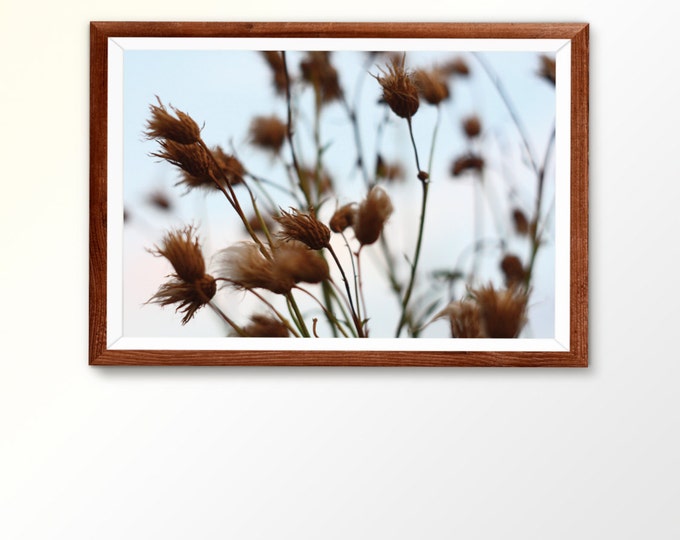 Printable photo art Instant photography Fine art download Wall art decor Home decor Home wall art Nature Photography Dry Thistle Warm tones
