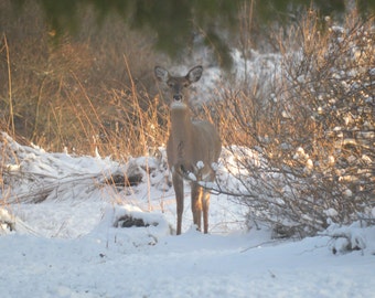 Winter Deer