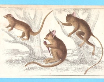 Antique animal (marsupials, bush baby? Tree Kangaroo?) illustration