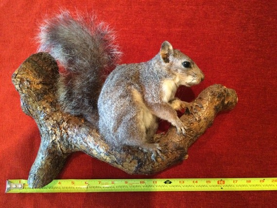 stuffed squirrel taxidermy for sale