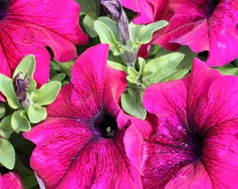 We offer many kinds of flower and garden seeds by nurseryseeds
