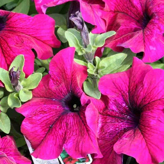Flower Seeds For Sale Petunia Seeds Tritunia Burgundy 1000
