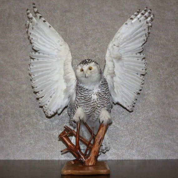 snowy owl taxidermy