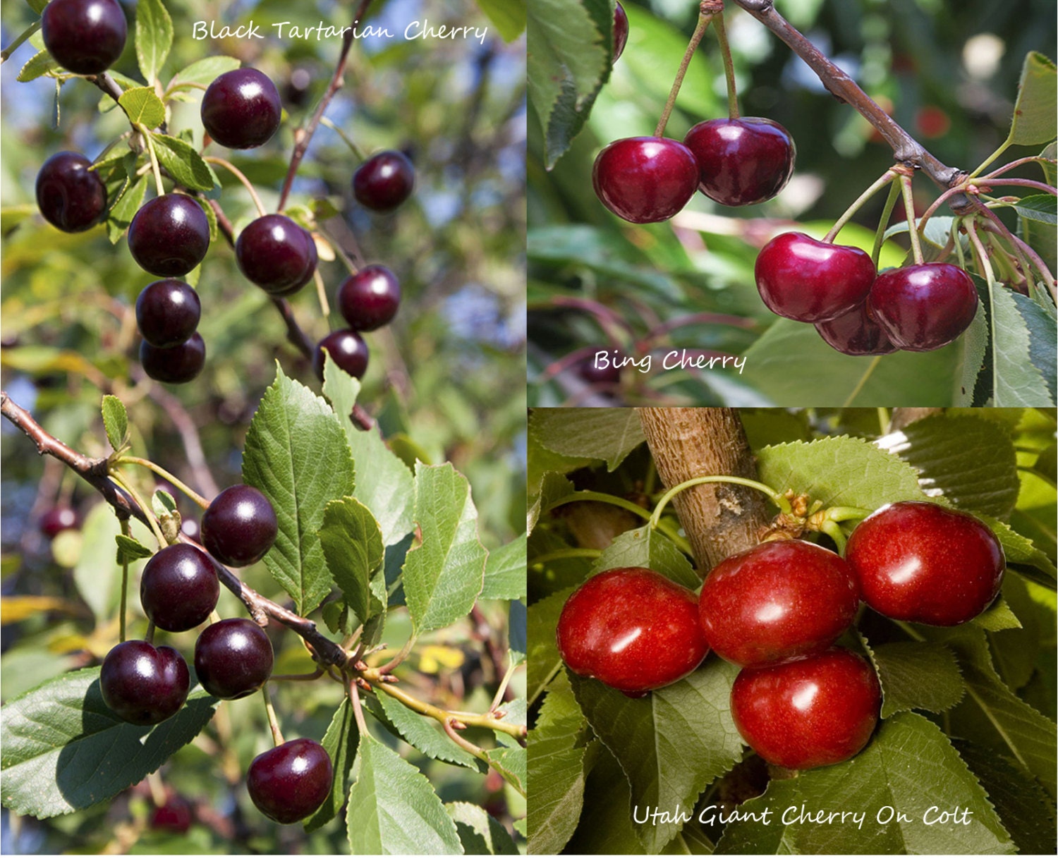 Black Tartarian Cherry Bing Cherry Utah Giant Cherry On Colt