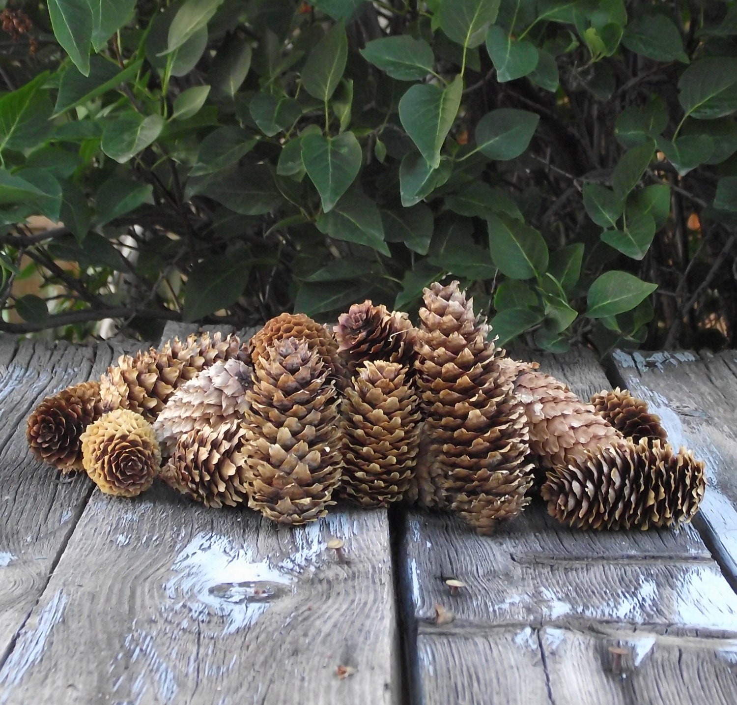 30 Spruce Pine Cones Hand-gathered From The High Country of