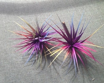 Two Rainbow Tillandsia Air Plants Fairy Gardens Bursting With Color! 3" Wide Fairy Garden Fantasy