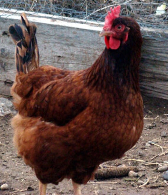 Rhode Island red chicken hatching eggs. 12 eggs by Chickenlife1005