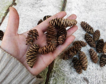 Pinecones 25 Mini Pine Cones Rustic Country Decoration Tiny Miniature Real Pinecones pine cone fall autumn trees nature small lot bulk