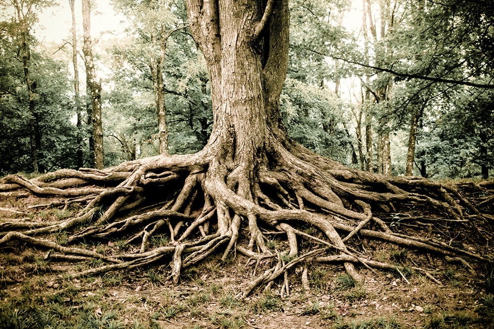 eye drawing forest Print Art Tree Photography Tree Fine Roots Woodland Roots