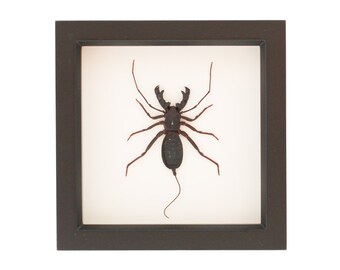 Sun Spider Whip Scorpion Insect Shadowbox Display 1153