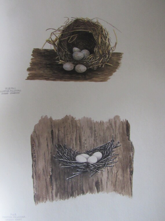 Swamp Sparrow/Chimney Swift Nest and Eggs/Color Plate/Vintage