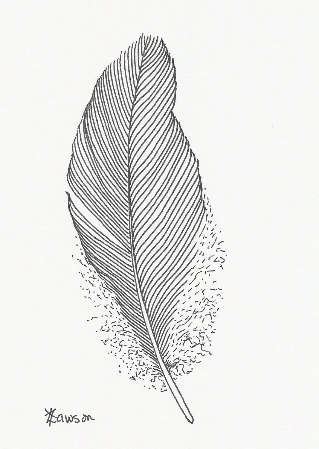 Original ink feather drawing soft black feather by AnneLawsonArt