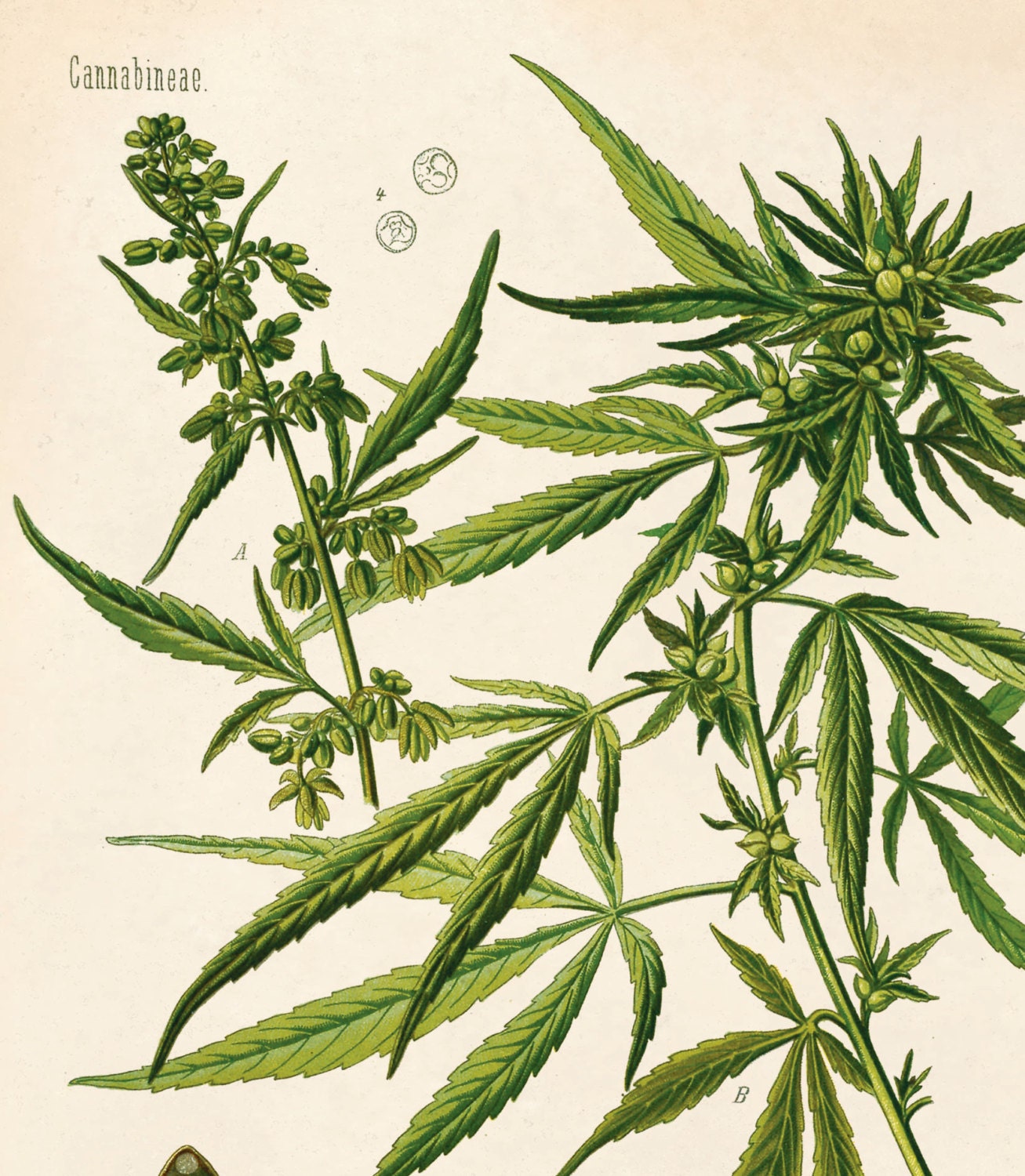 Cannabis Poster Sativa Diagram Print. Botanical