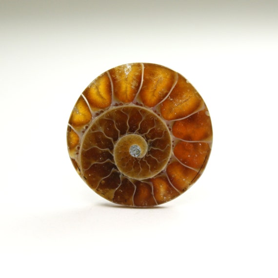 Stunning Circular Ammonite Fossil by ArizonaWiredElegance on Etsy