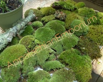 Live Moss MIx/ Lichens Variety Assortment for Terrarium Kit Bonsai Combo Fairy Garden Crafts
