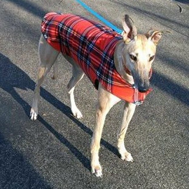 Handmade greyhound coats dog coats crate by TheThimbleAndHound