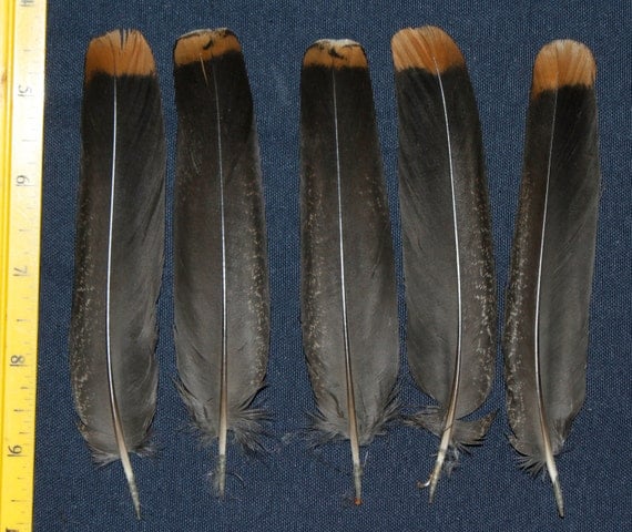 5 Alaska Spruce Grouse Tail Feathers