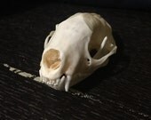Skunk skull bone taxidermy clean white