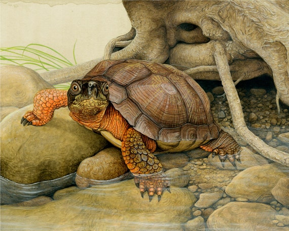 Wood Turtle 8 x 10 inch print by Matt Patterson turtle print