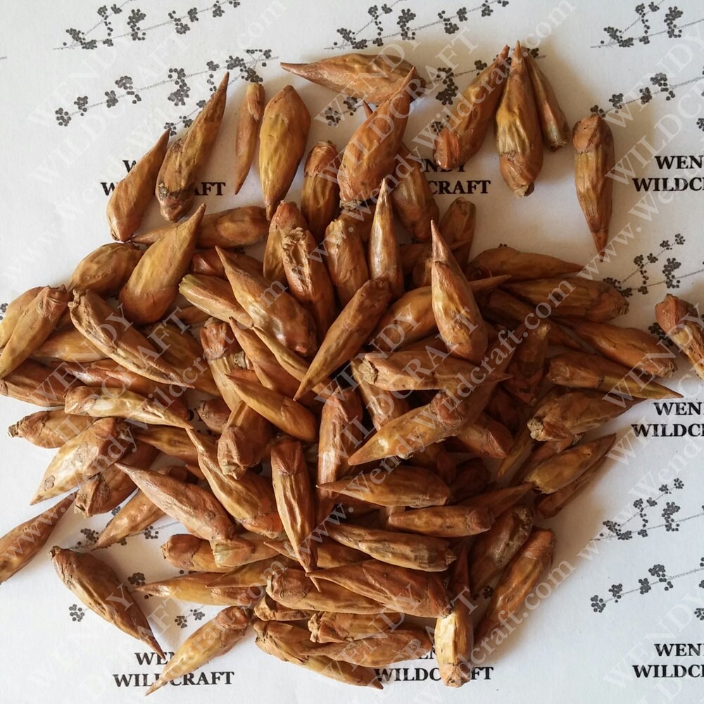 Cottonwood Buds Balm of Gilead Buds Poplar Buds by WendyWildcraft