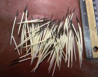 Porcupine Quills for jewelry making - 100 quills 1.5 inches plus American Quills