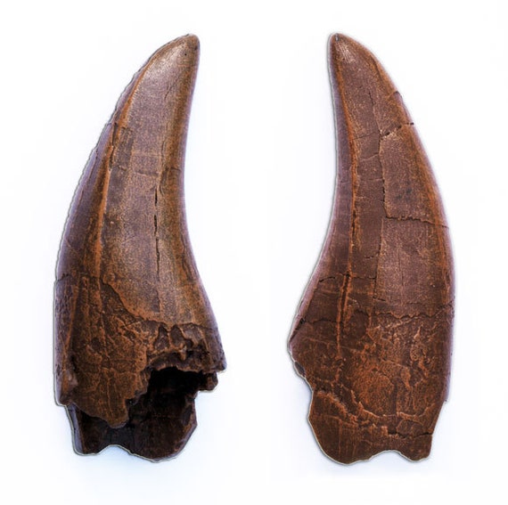 tyrannosaurus tooth fossil