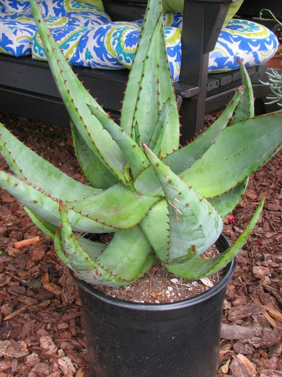 aloe out od africa succulent plant aloe out od africa succulent plant