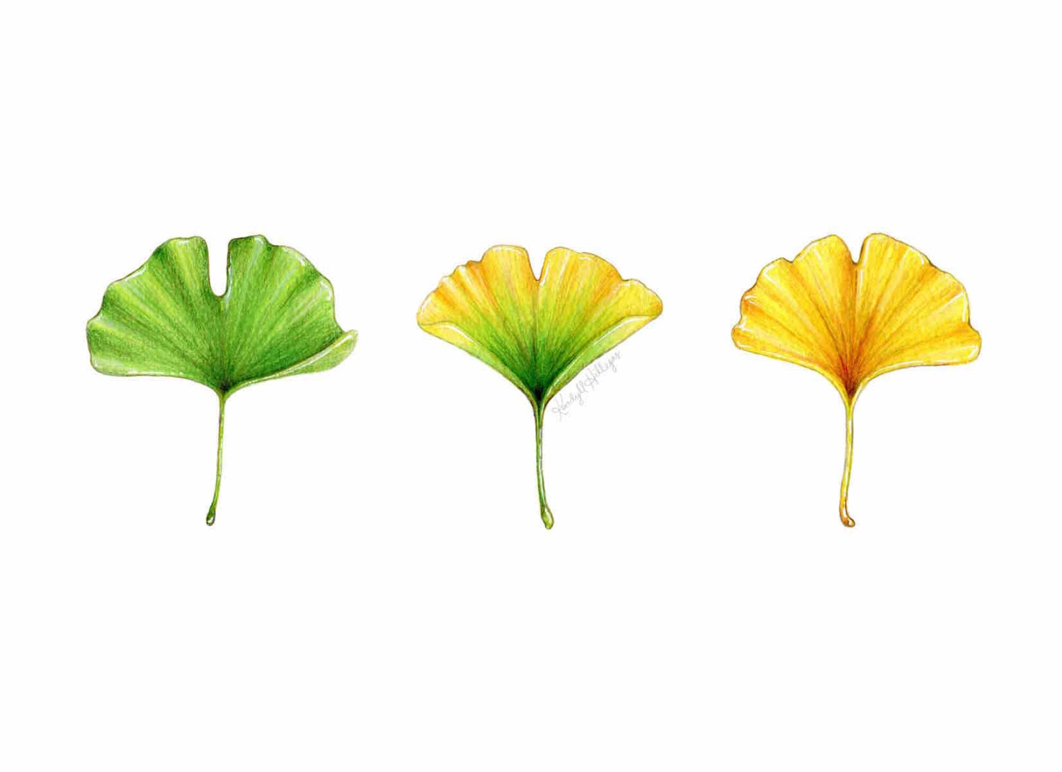 Ginkgo Leaf Trio // Botanical Illustration // by KendyllHillegas