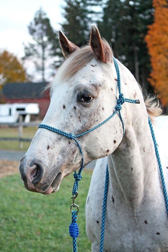 Custom 2 Knot Rope Halter Custom Horse by CounterCanterDesigns