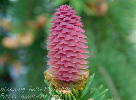 Pink Pine Cone Photograph