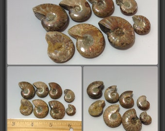 8 Opalized Ammonites from South Madagascar