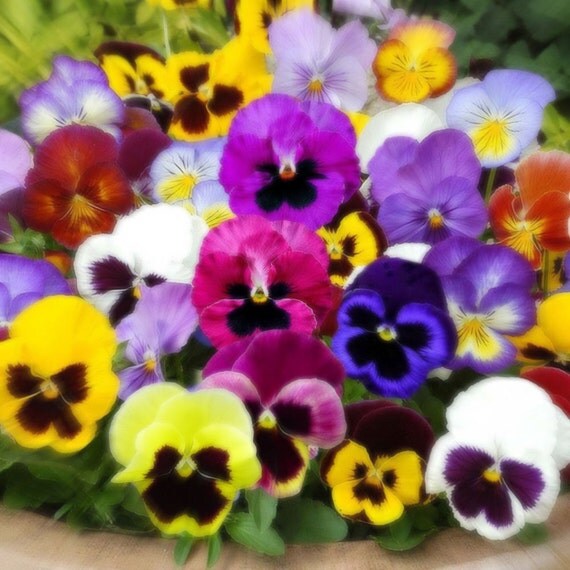 Pansy Swiss Giant 250 seeds Viola x Wittrockiana by